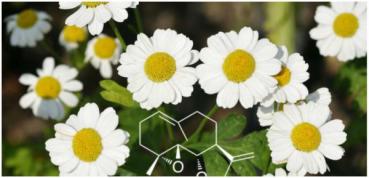 ProNatu Feverfew Extract (GMO & gluten free)